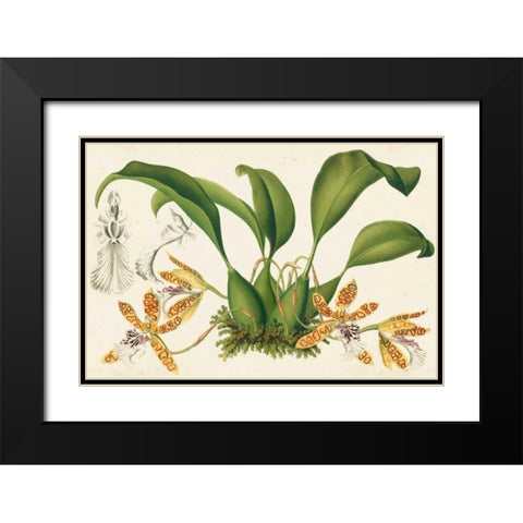 Graceful Orchids III Black Modern Wood Framed Art Print with Double Matting by Stroobant