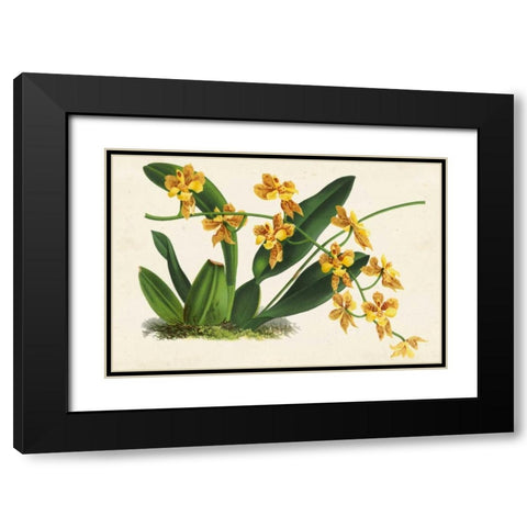 Graceful Orchids III Black Modern Wood Framed Art Print with Double Matting by Stroobant