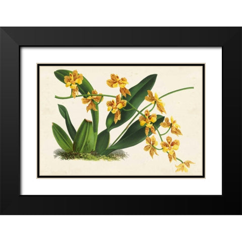 Graceful Orchids III Black Modern Wood Framed Art Print with Double Matting by Stroobant
