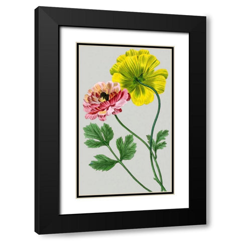 Vintage Garden Varieties I Black Modern Wood Framed Art Print with Double Matting by Vision Studio