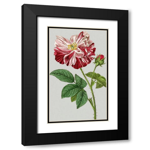 Vintage Garden Varieties II Black Modern Wood Framed Art Print with Double Matting by Vision Studio