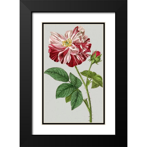 Vintage Garden Varieties II Black Modern Wood Framed Art Print with Double Matting by Vision Studio