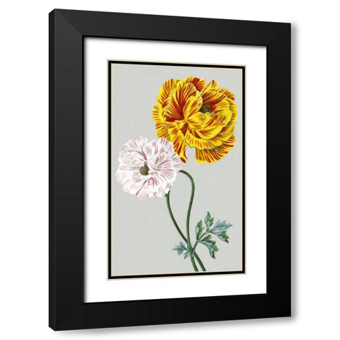 Vintage Garden Varieties III Black Modern Wood Framed Art Print with Double Matting by Vision Studio