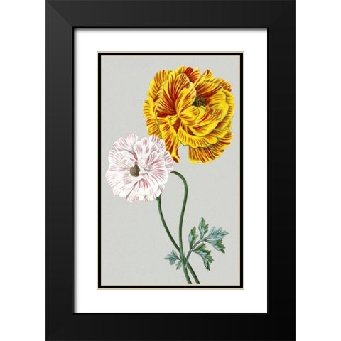Vintage Garden Varieties III Black Modern Wood Framed Art Print with Double Matting by Vision Studio
