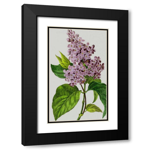 Vintage Garden Varieties V Black Modern Wood Framed Art Print with Double Matting by Vision Studio