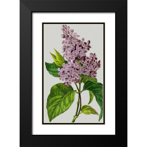 Vintage Garden Varieties V Black Modern Wood Framed Art Print with Double Matting by Vision Studio