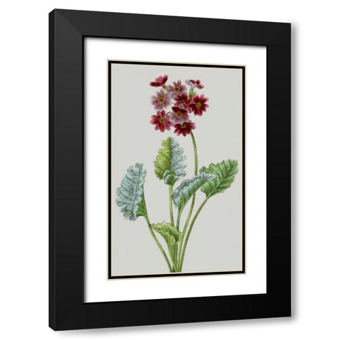 Vintage Garden Varieties VI Black Modern Wood Framed Art Print with Double Matting by Vision Studio