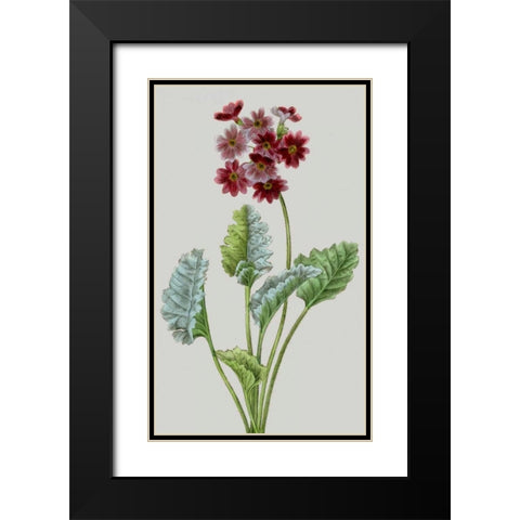 Vintage Garden Varieties VI Black Modern Wood Framed Art Print with Double Matting by Vision Studio