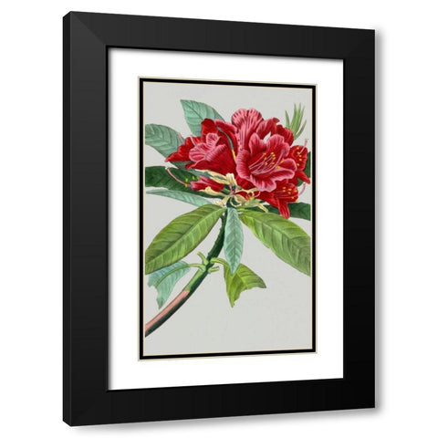 Vintage Garden Varieties VII Black Modern Wood Framed Art Print with Double Matting by Vision Studio