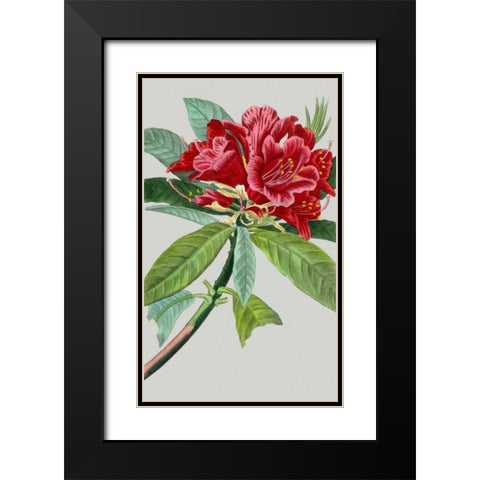 Vintage Garden Varieties VII Black Modern Wood Framed Art Print with Double Matting by Vision Studio