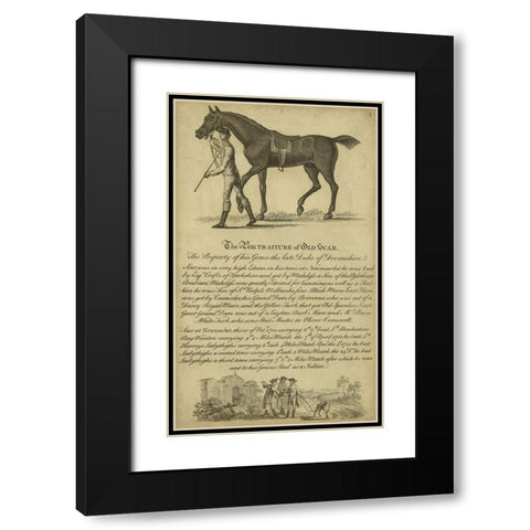 Horse Portraiture VIII Black Modern Wood Framed Art Print with Double Matting by Unknown