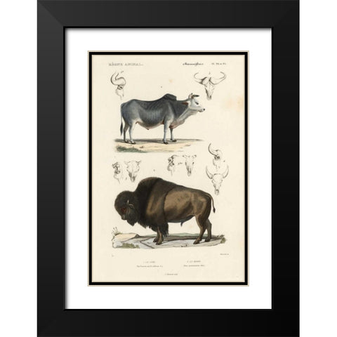 Antique Cow and Bison Study Black Modern Wood Framed Art Print with Double Matting by Remond, N.