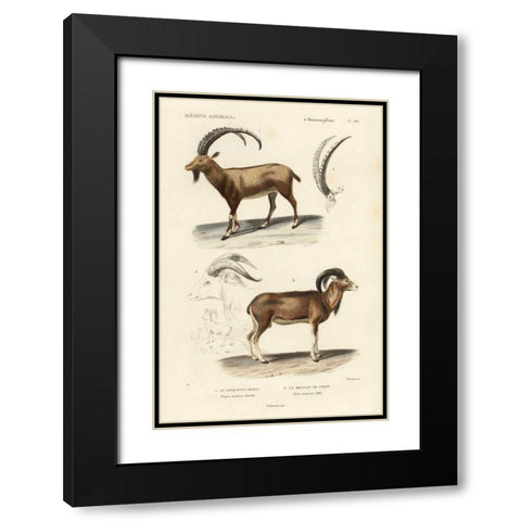 Antique Antelope and Ram Study Black Modern Wood Framed Art Print with Double Matting by Remond, N.