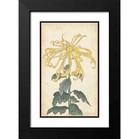 Elegant Chrysanthemums II Black Modern Wood Framed Art Print with Double Matting by Unknown