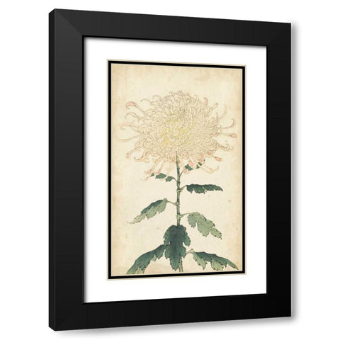 Elegant Chrysanthemums III Black Modern Wood Framed Art Print with Double Matting by Unknown