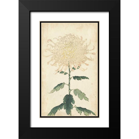 Elegant Chrysanthemums III Black Modern Wood Framed Art Print with Double Matting by Unknown