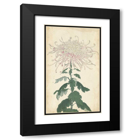 Elegant Chrysanthemums IV Black Modern Wood Framed Art Print with Double Matting by Unknown