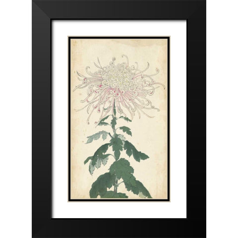 Elegant Chrysanthemums IV Black Modern Wood Framed Art Print with Double Matting by Unknown
