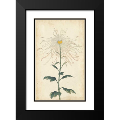 Elegant Chrysanthemums V Black Modern Wood Framed Art Print with Double Matting by Unknown