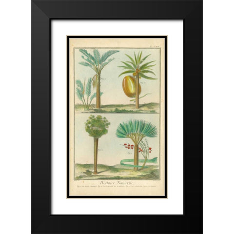 Histoire Naturelle Tropicals I Black Modern Wood Framed Art Print with Double Matting by Martinet