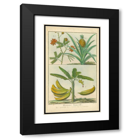 Histoire Naturelle Tropicals II Black Modern Wood Framed Art Print with Double Matting by Martinet