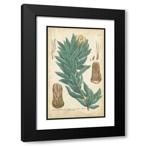 Weinmann Conifers I Black Modern Wood Framed Art Print with Double Matting by Weinmann