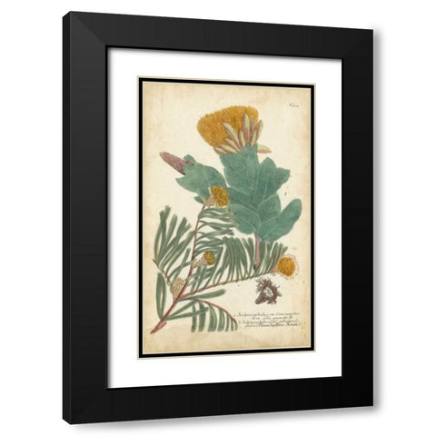 Weinmann Conifers II Black Modern Wood Framed Art Print with Double Matting by Weinmann