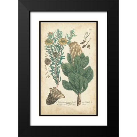 Weinmann Conifers III Black Modern Wood Framed Art Print with Double Matting by Weinmann