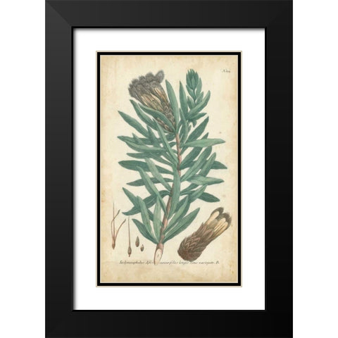 Weinmann Conifers IV Black Modern Wood Framed Art Print with Double Matting by Weinmann