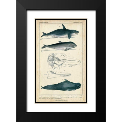 Antique Whale and Dolphin Study I Black Modern Wood Framed Art Print with Double Matting by G. Henderson