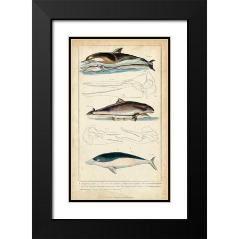 Antique Whale and Dolphin Study II Black Modern Wood Framed Art Print with Double Matting by G. Henderson