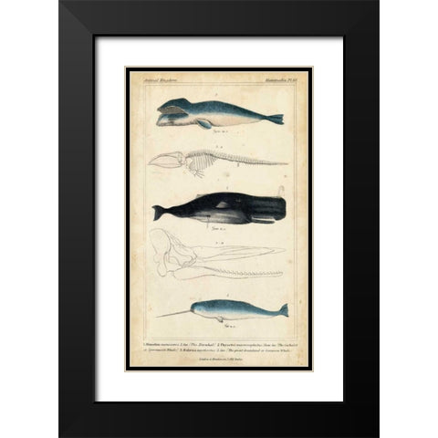 Antique Whale and Dolphin Study III Black Modern Wood Framed Art Print with Double Matting by G. Henderson