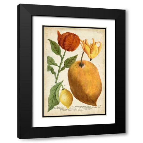 Exotic Citrus II Black Modern Wood Framed Art Print with Double Matting by Weinmann