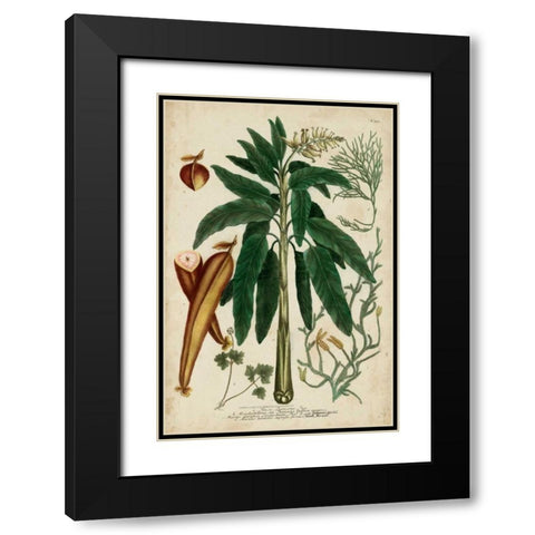 Vintage Tropicals II Black Modern Wood Framed Art Print with Double Matting by Weinmann