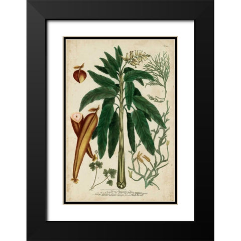 Vintage Tropicals II Black Modern Wood Framed Art Print with Double Matting by Weinmann