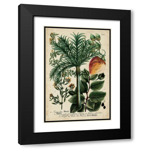 Vintage Tropicals III Black Modern Wood Framed Art Print with Double Matting by Weinmann