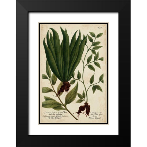 Vintage Tropicals VI Black Modern Wood Framed Art Print with Double Matting by Weinmann