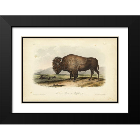 American Bison Black Modern Wood Framed Art Print with Double Matting by Audubon, John James
