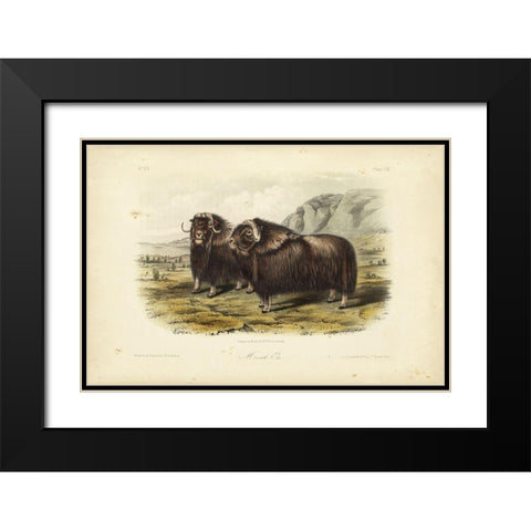 Musk Ox Black Modern Wood Framed Art Print with Double Matting by Audubon, John James
