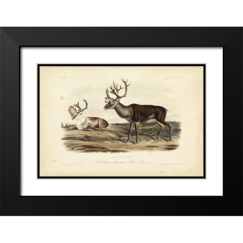 Caribou Black Modern Wood Framed Art Print with Double Matting by Audubon, John James