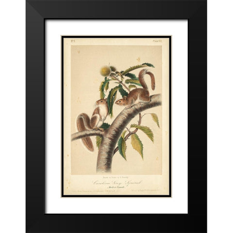 Audubon Squirrel I Black Modern Wood Framed Art Print with Double Matting by Audubon, John James