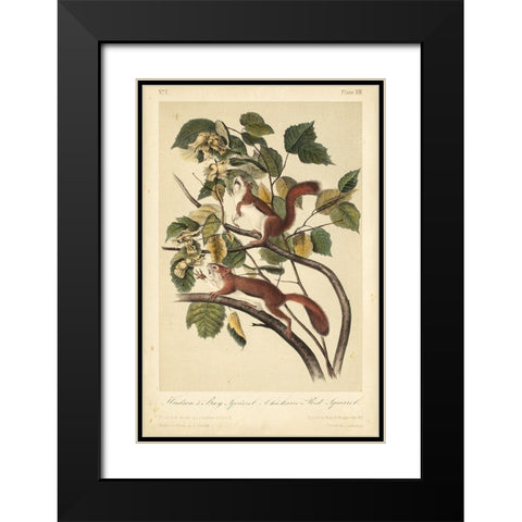 Audubon Squirrel II Black Modern Wood Framed Art Print with Double Matting by Audubon, John James