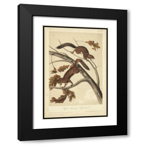 Audubon Squirrel III Black Modern Wood Framed Art Print with Double Matting by Audubon, John James