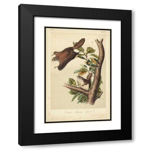 Audubon Squirrel IV Black Modern Wood Framed Art Print with Double Matting by Audubon, John James