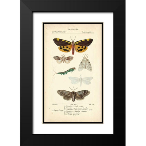 Antique Butterfly Study I Black Modern Wood Framed Art Print with Double Matting by Turpin