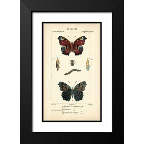 Antique Butterfly Study II Black Modern Wood Framed Art Print with Double Matting by Turpin