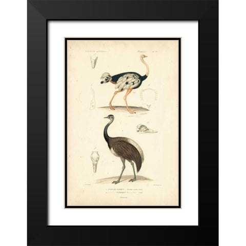 Antique Ostrich Study Black Modern Wood Framed Art Print with Double Matting by Remond, N.