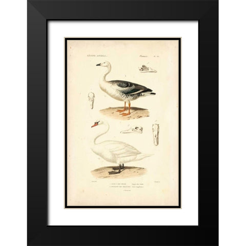 Antique Swan Study Black Modern Wood Framed Art Print with Double Matting by Remond, N.