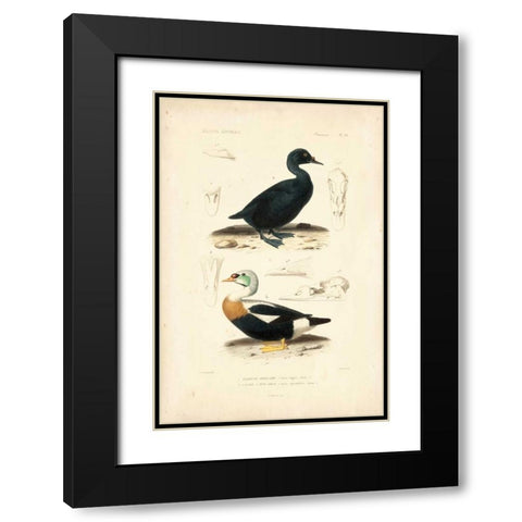 Antique Duck Study I Black Modern Wood Framed Art Print with Double Matting by Remond, N.