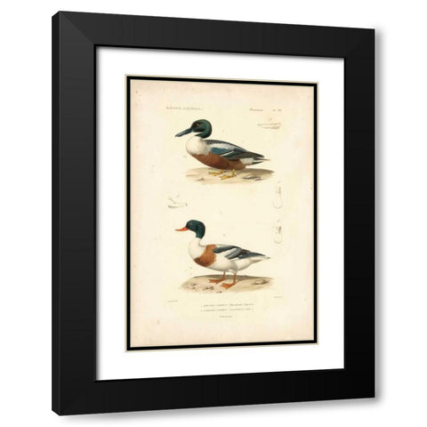 Antique Duck Study II Black Modern Wood Framed Art Print with Double Matting by Remond, N.